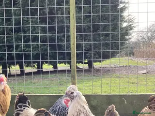 Chickens poultry Gold top trio - Advert 14