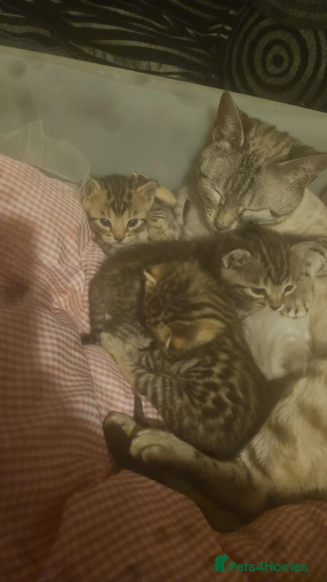 Bengal cats for sale: 3 male bengals  - Advert 2