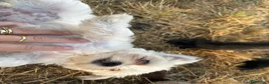Maltese 3