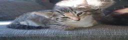 Mixed Breed cats for sale: 3 little girl  - Advert 5