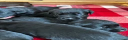 Labrador Retriever dogs for sale: Stunning KC Labradors. Crufts winning Stud dog - Advert 19