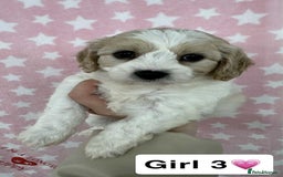 Cavachon dogs for sale: Stunning DNA Clear Cavachon Pups - Image 2