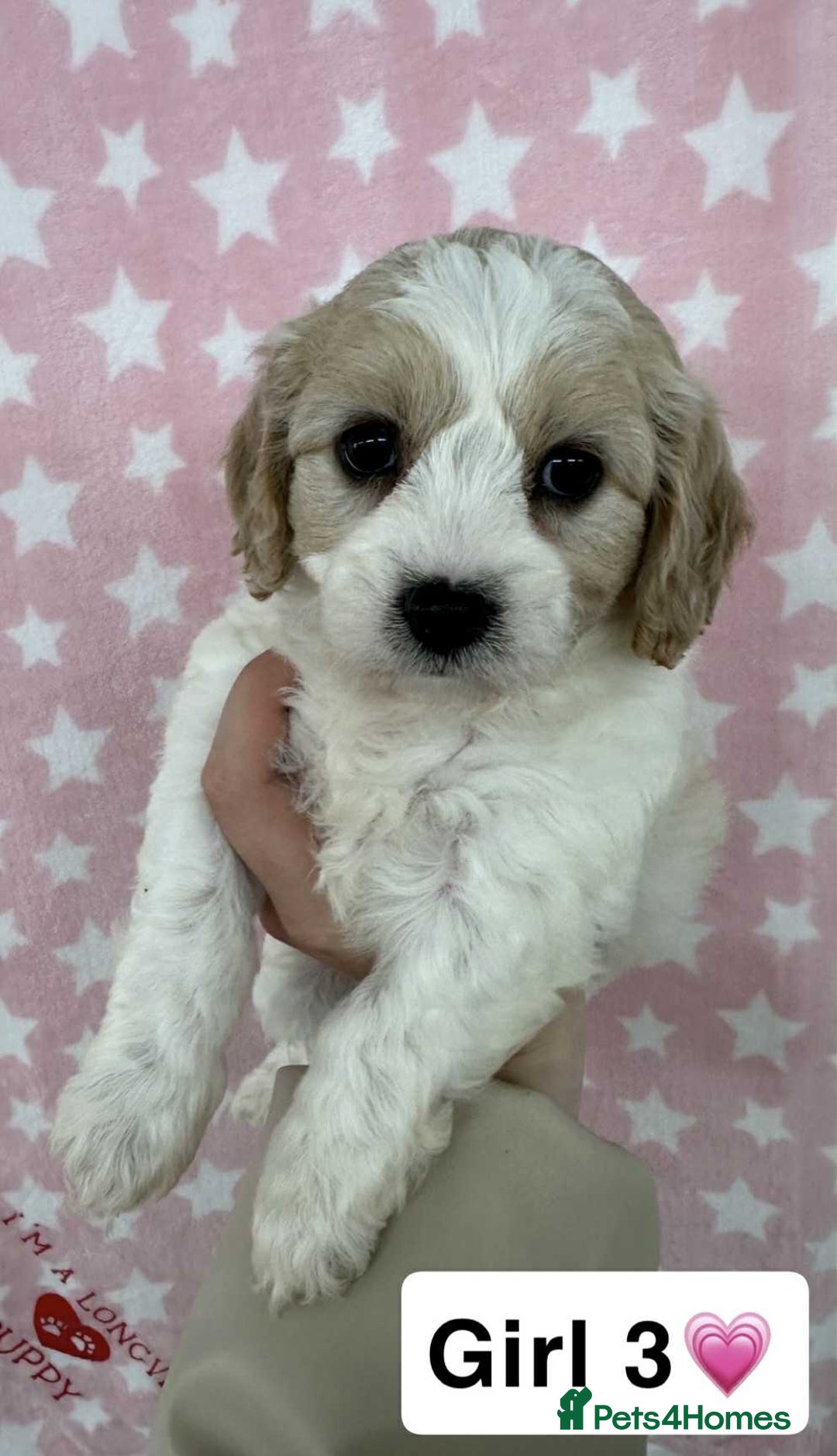 Cavachon dogs for sale: Stunning DNA Clear Cavachon Pups - Image 2