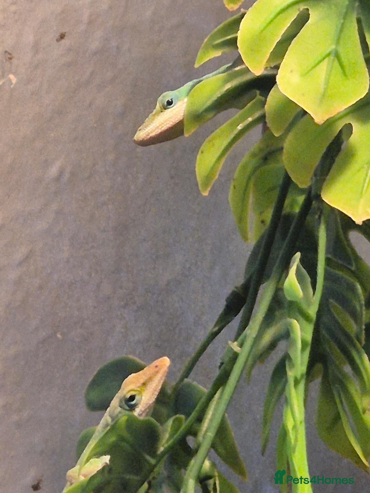Mixed Breed reptiles for sale: Royal python, crested gecko and anoles - Advert 20
