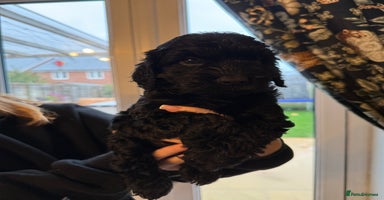 Cockapoo dogs - Advert 8