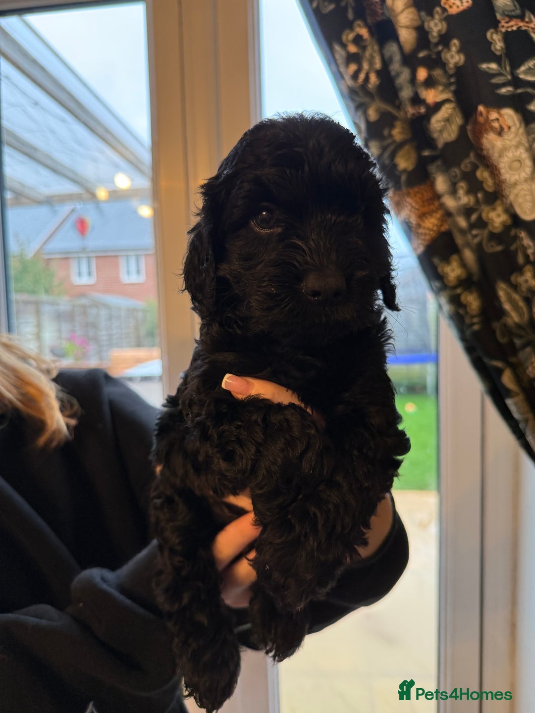 Cockapoo dogs for sale: REDUCED Beautiful F2 cockapoo puppies  - Advert 2
