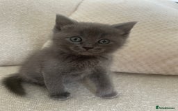 Ragdoll cats for sale: Cuddly & Sweet Ragdolls - Image 8
