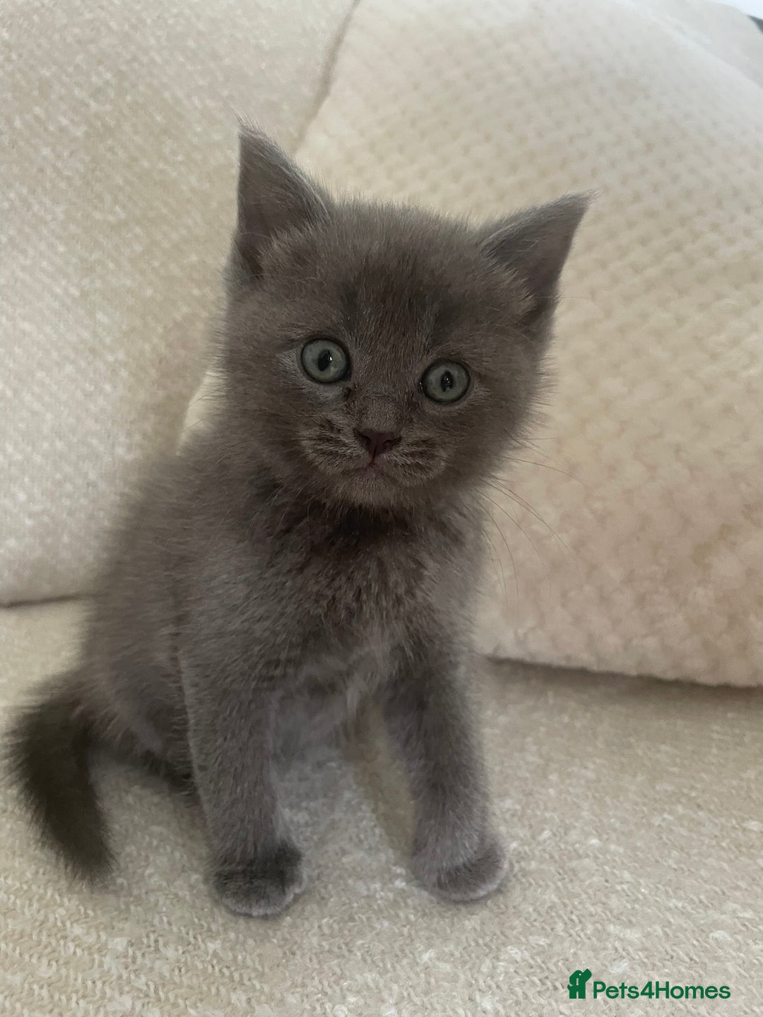 Ragdoll cats for sale: Cuddly & Sweet Ragdolls - Image 8