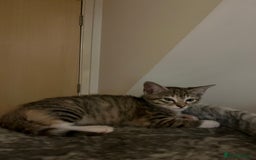 Mixed Breed cats for sale: Adorable kittens ready for loving homes! - Image 27