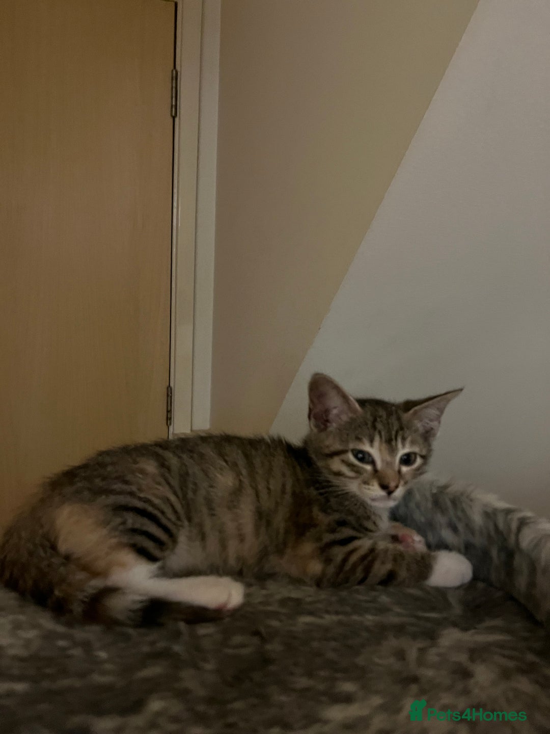 Mixed Breed cats for sale: Adorable kittens ready for loving homes! - Image 27