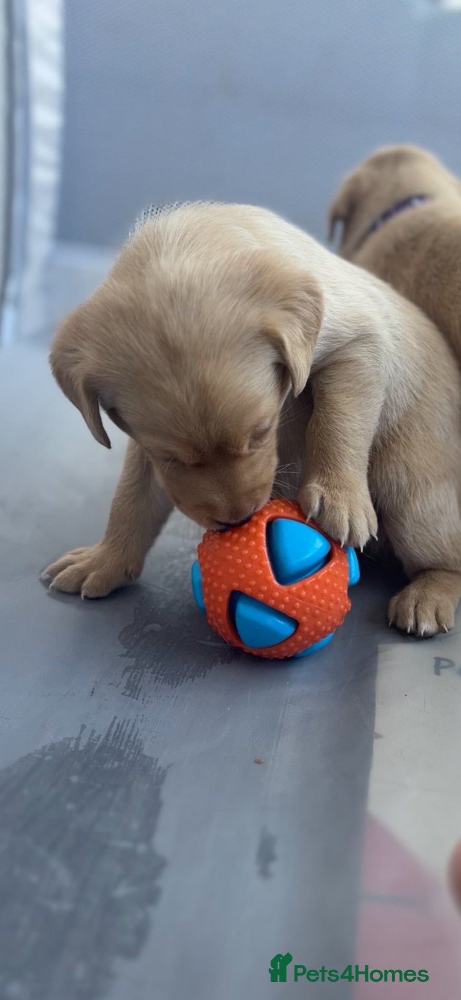 Labrador Retriever dogs KC registered Lab pups *DNA IGL WINNER 2016* - Advert 1
