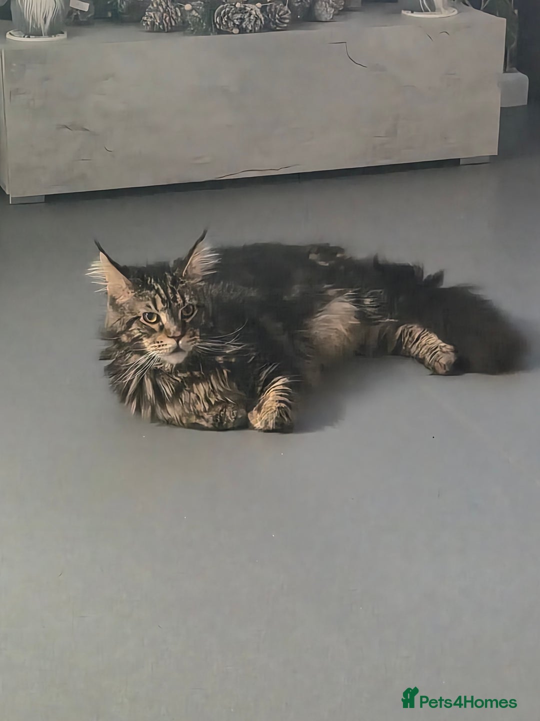Maine Coon cats for sale: Maine coon x - Advert 1