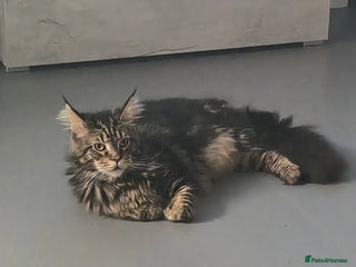 Maine Coon cats Maine coon x - Advert 3