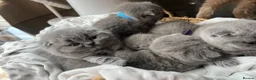 British Shorthair cats for sale:  💙 Beautiful Blue BS Kittens 1 Boy & 4 Girls 💗 in Taunton - Advert 20