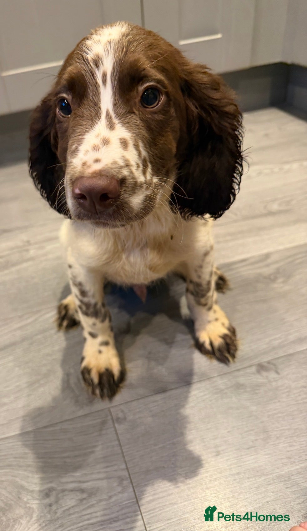 Sprocker dogs Outstanding sprocker puppy’s - Advert 1