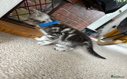 Mixed Breed cats for sale: 5 ADORABLE KITTENS 🐈1M/4F Ready For Reservation😺 - Image 3