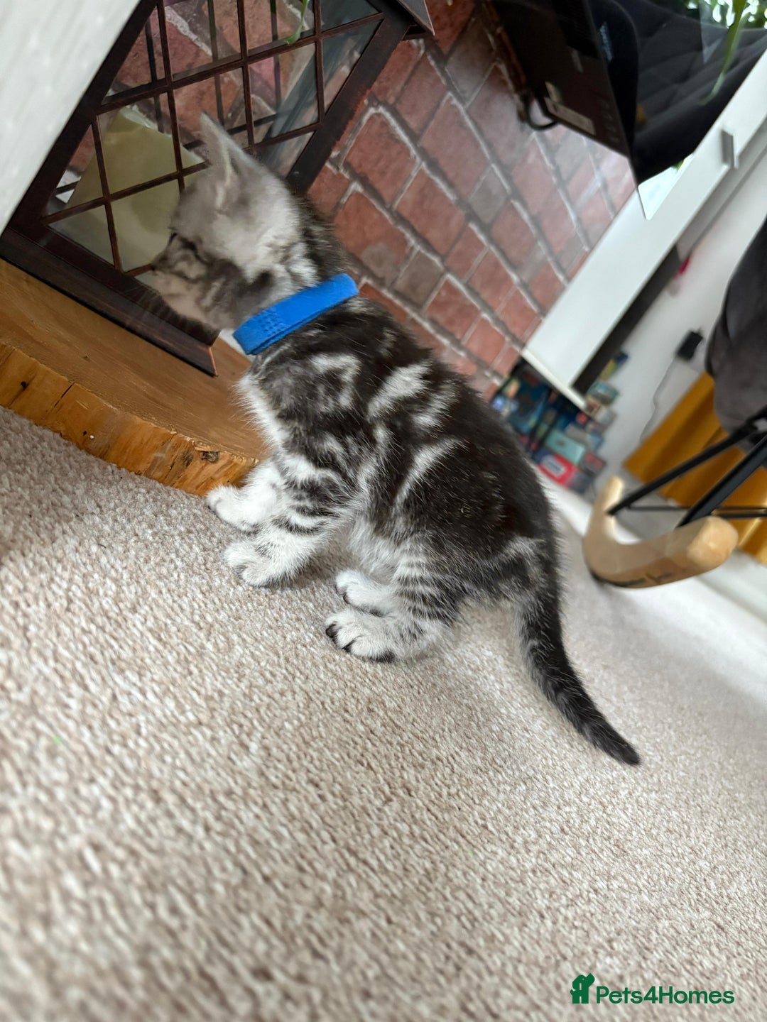 Mixed Breed cats for sale: 5 ADORABLE KITTENS 🐈1M/4F Ready For Reservation😺 - Image 3