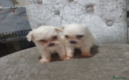 Maltese dogs for sale: Tiny Maltese puppies  - Image 7