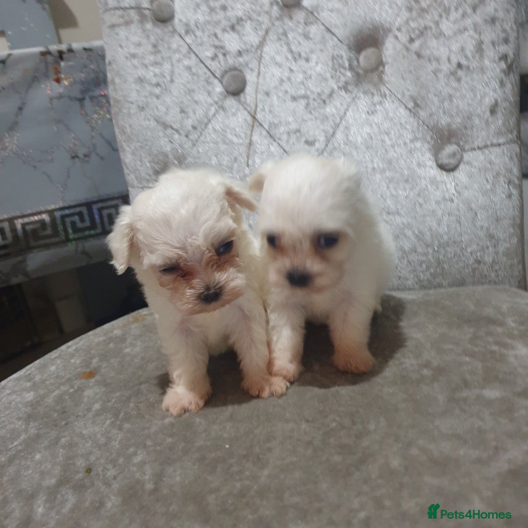 Maltese dogs for sale: Tiny Maltese puppies  - Image 7
