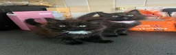 Mixed Breed cats for sale: Stunning Kittens Ready Now - Advert 10
