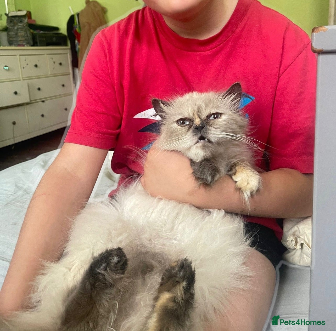 Persian cats Beautiful Blue Point Kittens - Advert 1