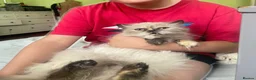 Persian cats for sale: Beautiful Blue Point Kittens - Advert 16