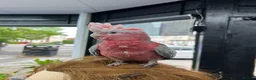 Cockatoo birds for sale: Rose-Breasted Cockatoo (Galah) - Advert 10