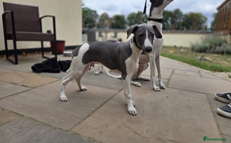 Whippet dogs - Advert 4