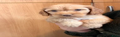 Cockapoo 7