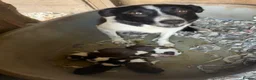 Border Collie dogs for sale: Beautiful Border Collie pups - Advert 16