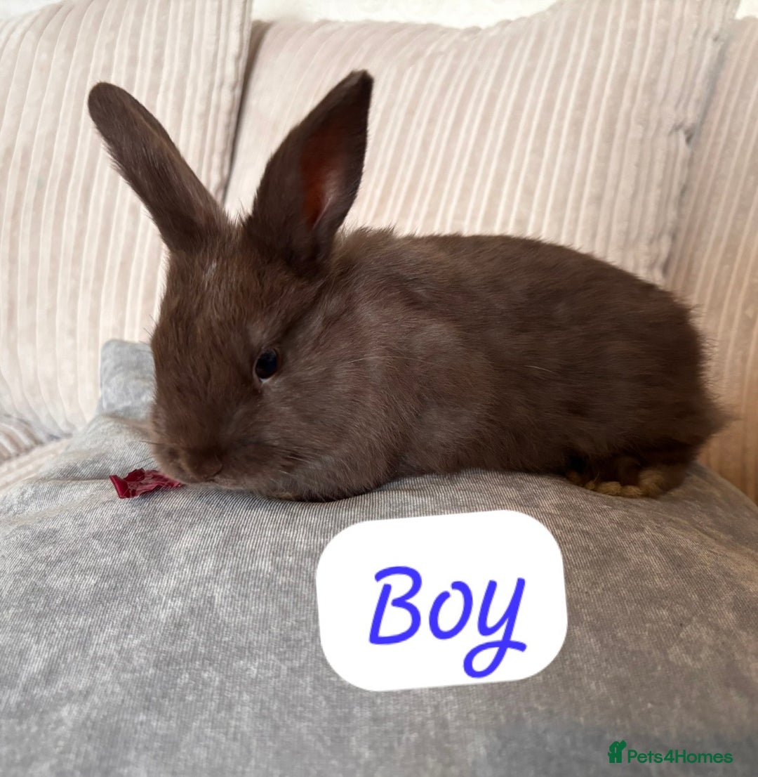 Angora rabbits for sale: Blue/chocolate Fluffy Angora babies  - Advert 5