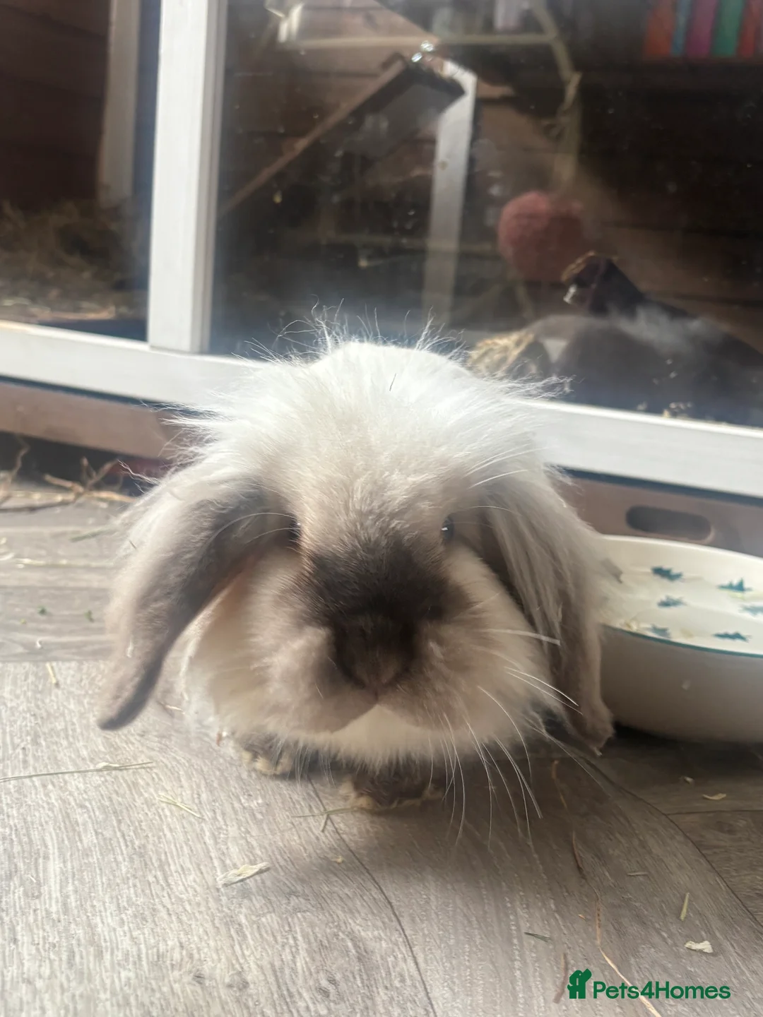 Mini Lion Lop rabbits for sale: 2 mini lion lop  - Advert 1