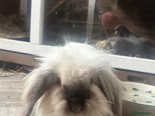 Mini Lion Lop rabbits 2 mini lion lop - Advert 1