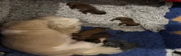Shih Tzu dogs for sale: KC Imperial Shih Tzu Puppies in Steyning - Advert 15