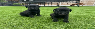Mixed Breed 2