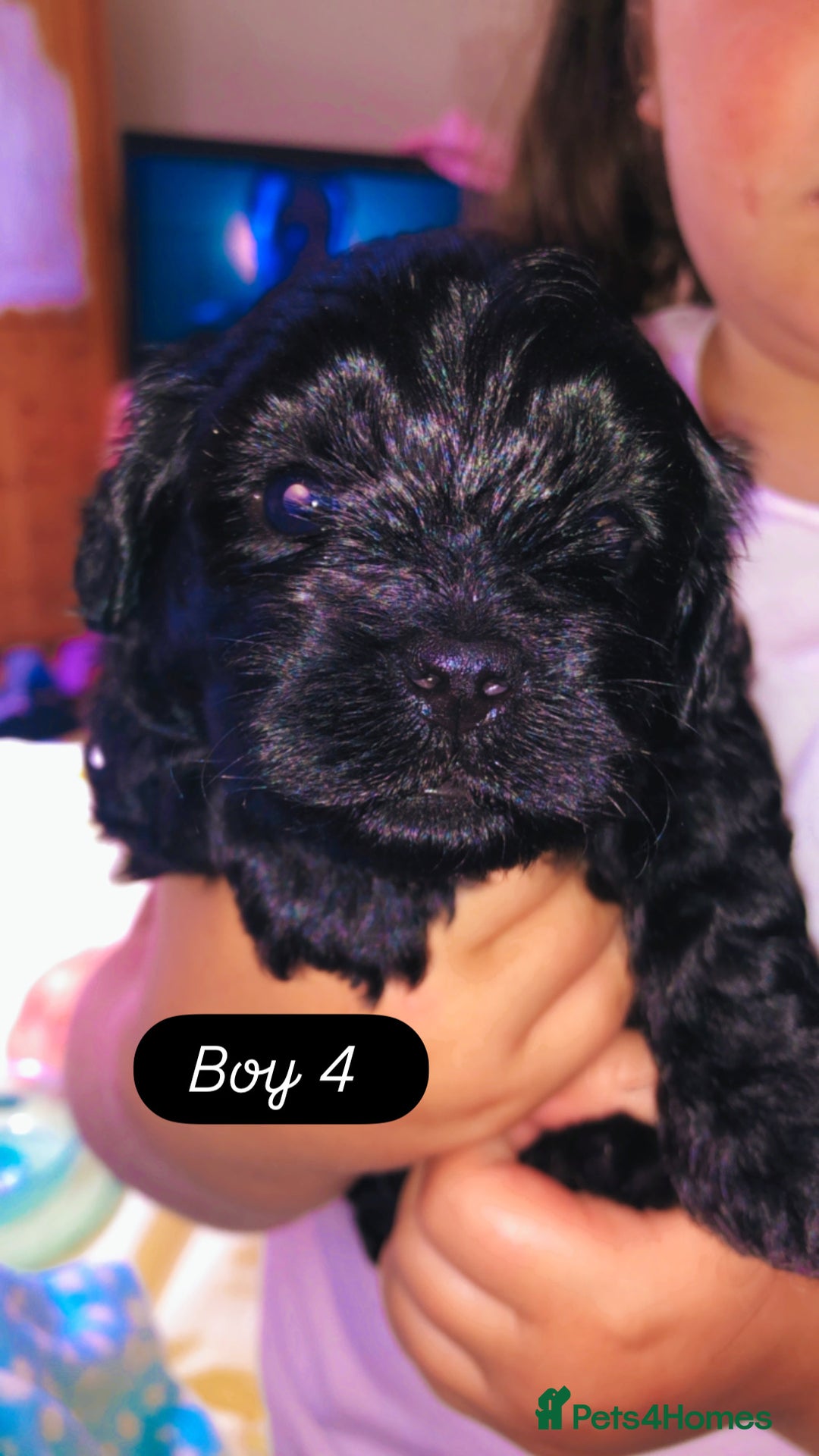 Shihpoo dogs for sale: Beautiful Shihpoos 🐶🐾 - Image 11