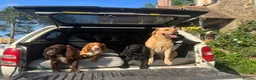 Mixed Breed dogs for sale: Vizslador puppies for sale in Shrewsbury - Advert 20