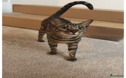 Bengal cats for sale: Female Bengal  - Image 3