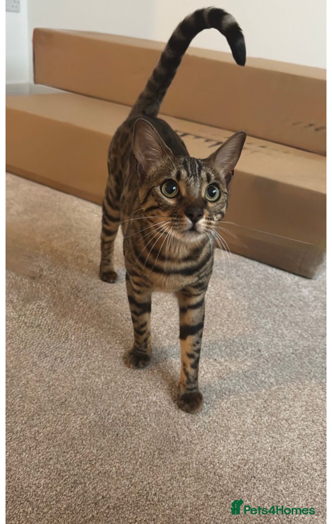 Bengal cats for sale: Female Bengal  - Image 3