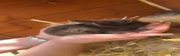 Netherland Dwarf rabbits for sale: Netherland Dwarft x Dwarf Lop in Bristol - Advert 3