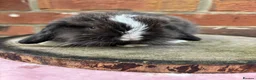 Mini Lop rabbits for sale: Pedigreed pure bred mini lops  - Advert 29