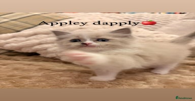 Ragdoll cats - Advert 16