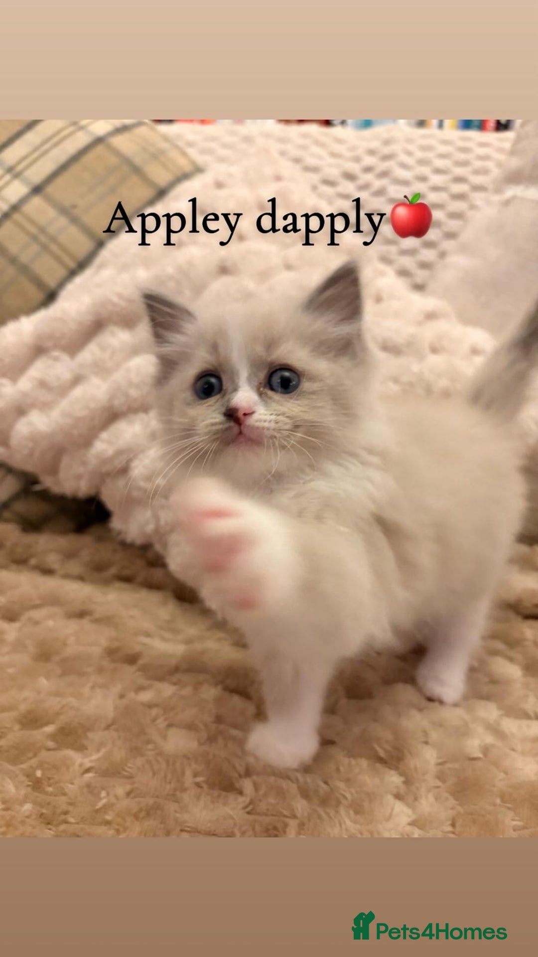 Ragdoll cats for sale: Cherubim Ragdoll Kittens TICA Mink Lynx - Image 6