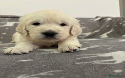 Golden Retriever dogs for sale: Golden Retriever Puppies 5 Generation Pedigree - Image 11