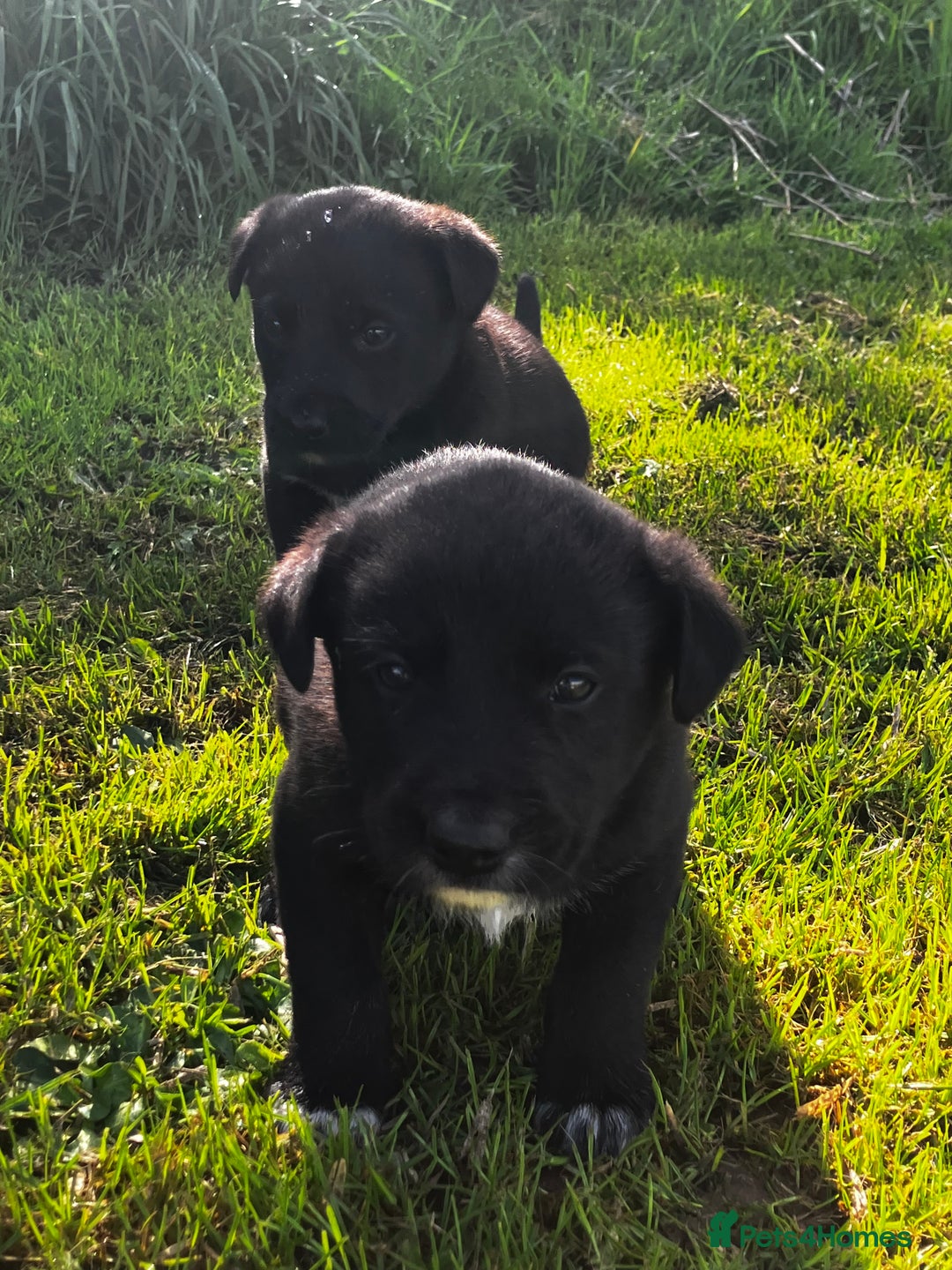 Borador dogs for sale: Collie X Labrador Puppies  - Image 5