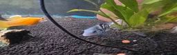 Cichlids fish for sale: 2 polar blue cichlids  - Advert 6