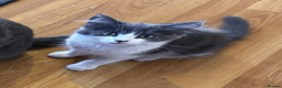 Mixed Breed cats for sale: Beautiful Kittens - Advert 6