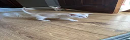 Abyssinian cats for sale: Silver Abyssinian kittens  - Advert 18