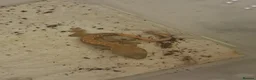 Gecko reptiles for sale: Crested gecko  - Advert 4