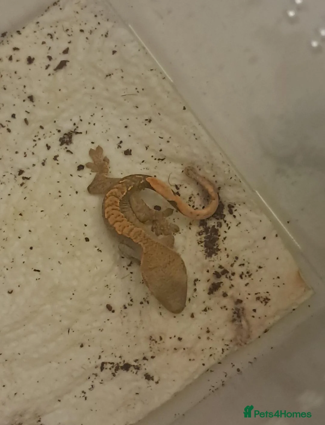 Gecko reptiles for sale: Crested gecko  - Advert 4
